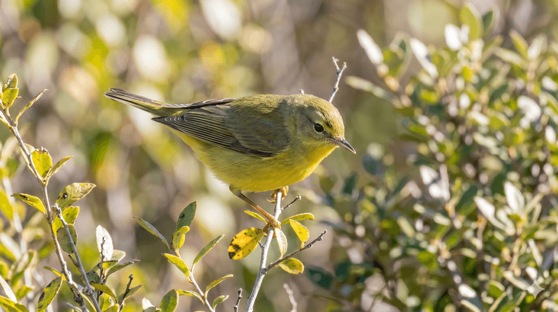 Tennessee Warbler